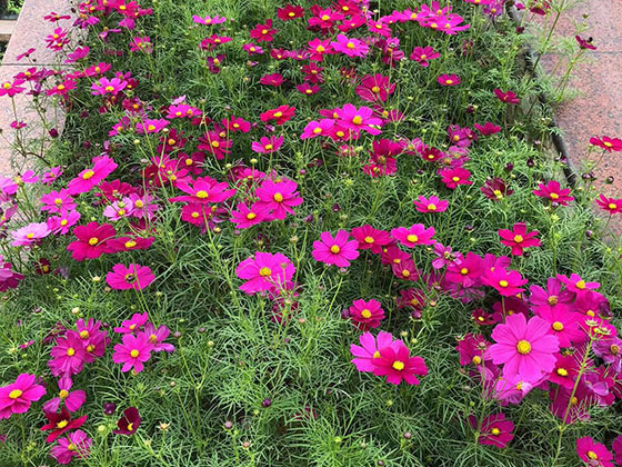 阜阳仿真鲜花-别墅花园绿化